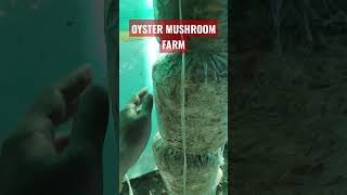 Oyster Mushroom Farm Quick Trip #mushroom #mushroomfarming #mushroomcultivation #shorts #shortsvideo