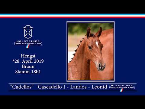 Holsteiner Elite-Fohlenauktion 2019 - Nr. 09 Cadellos v. Cascadello I-Landos
