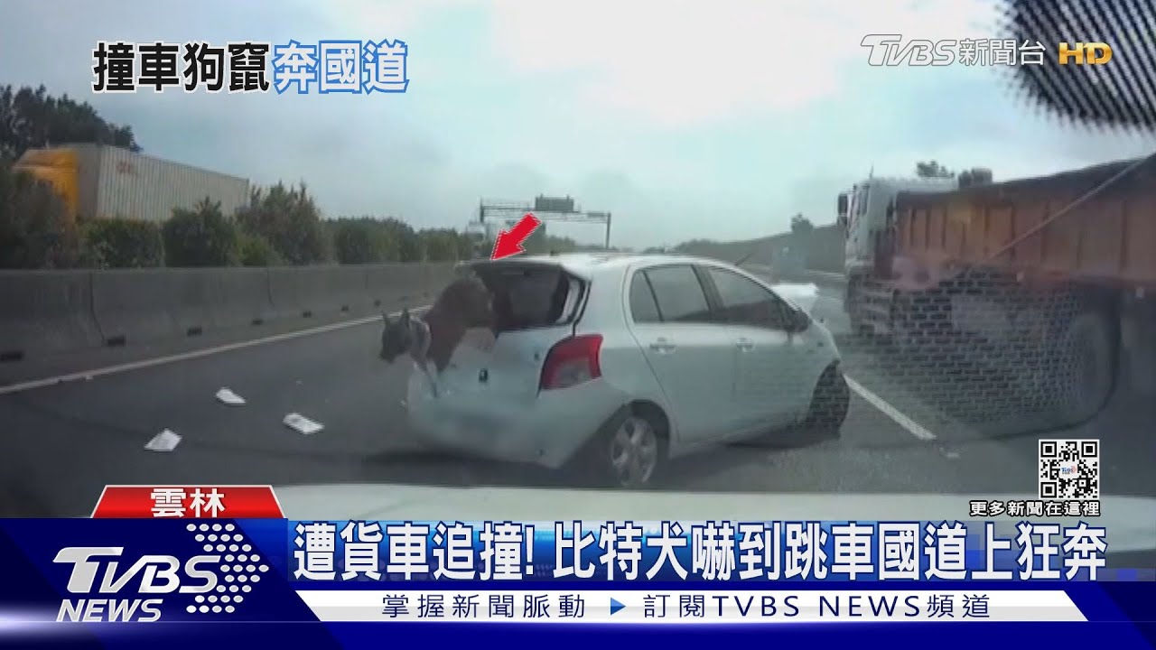 遭貨車追撞!比特犬嚇到跳車國道上狂奔