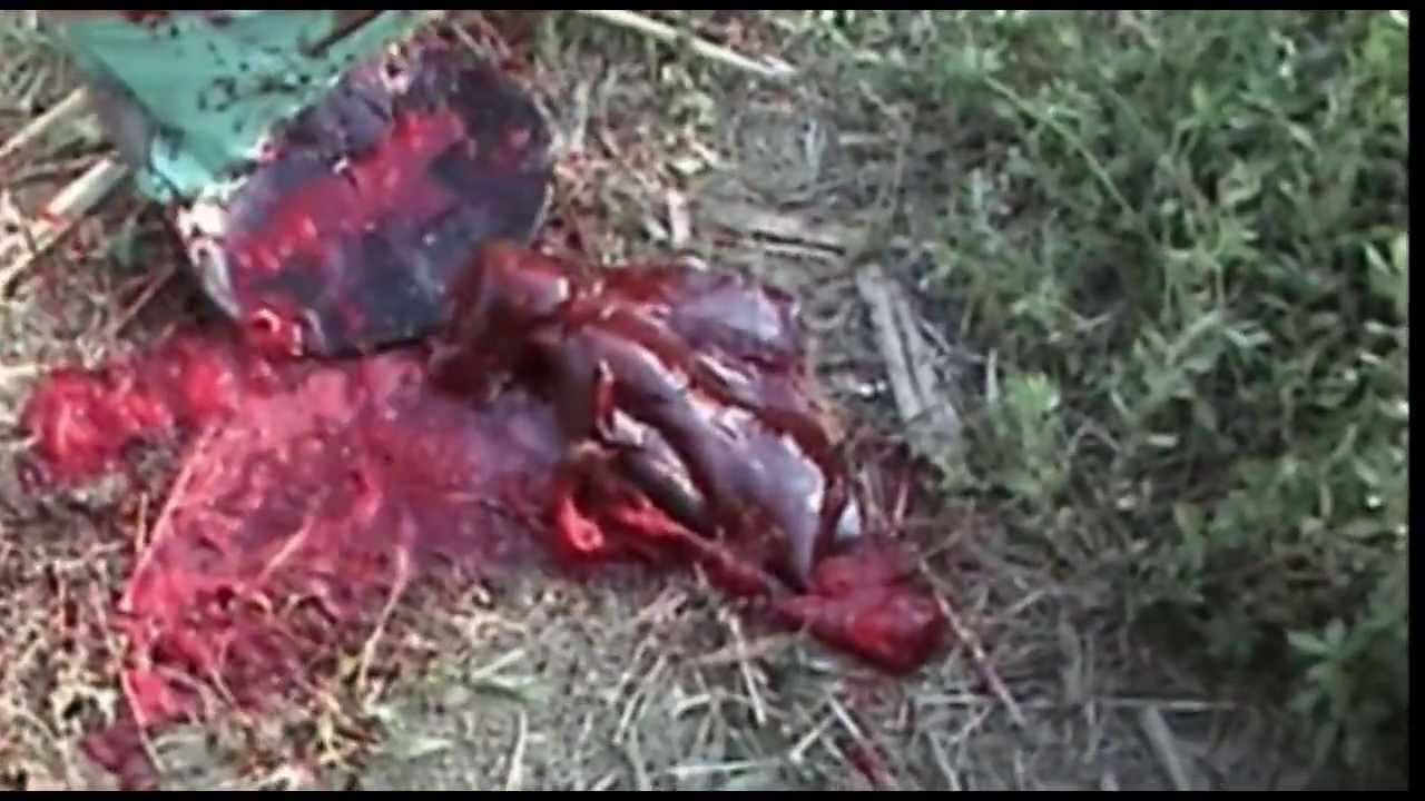 El Hijo del Naranjo 2 la Pelicula