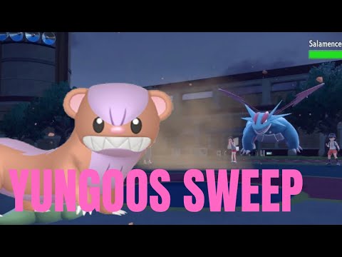 YUNGOOS SWEEP - Strong Jaw Yungoos Sweep! Pokemon Scarlet & Violet Battle