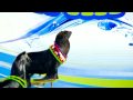 Circus Seals Perform With Hoops