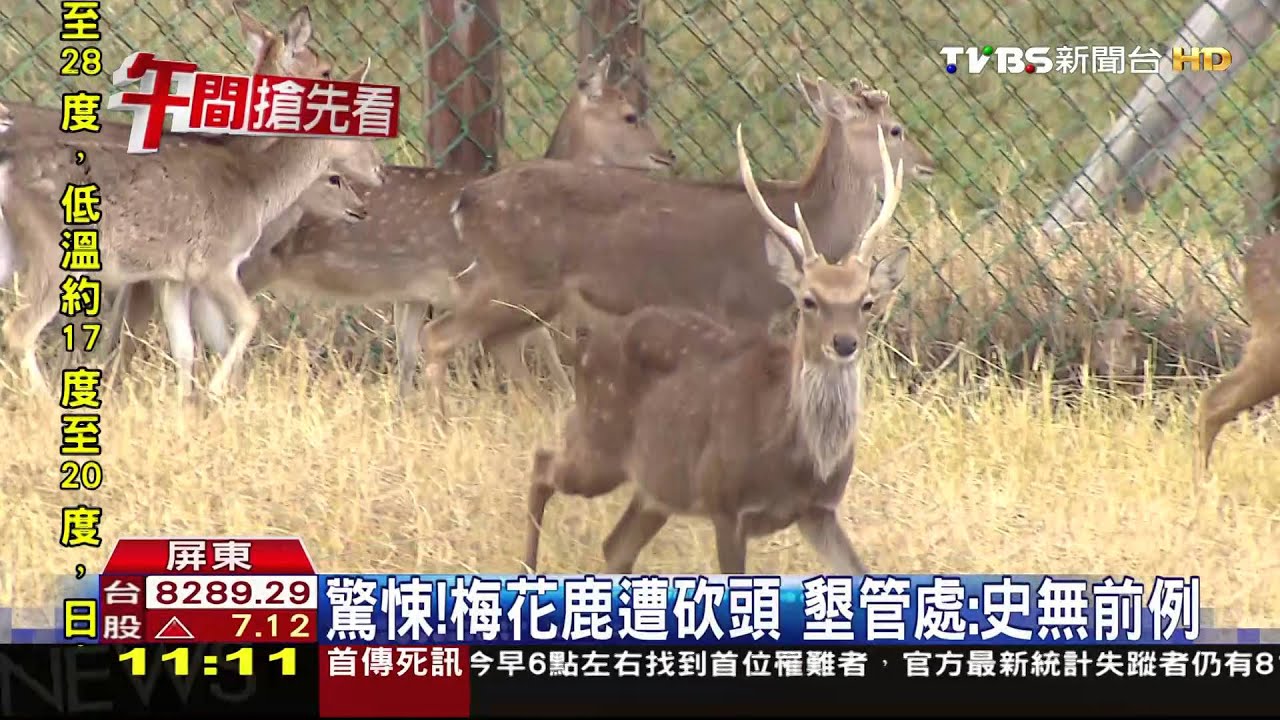 驚悚!梅花鹿遭砍頭 墾管處:史無前例