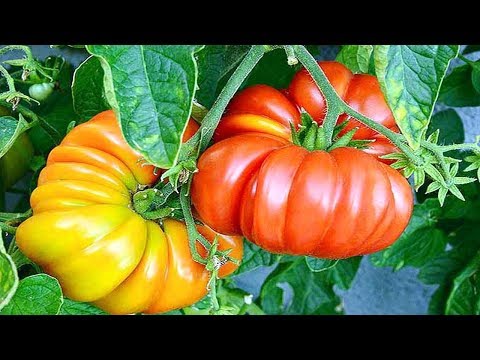 , title : '10 Amazing Tomato Varieties You Can Try Growing - Gardening Tips'