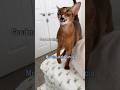 Good morning! Abyssinian cat meowing and purring in the morning #abyssinian #catshorts #catlovers