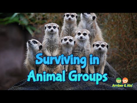 Surviving While Living in an Animal Groups