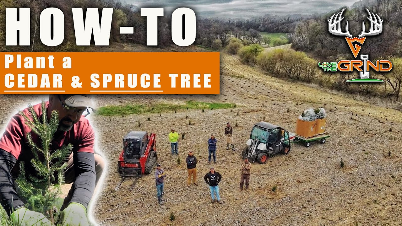 HOW-TO: Plant a CEDAR & SPRUCE Tree
