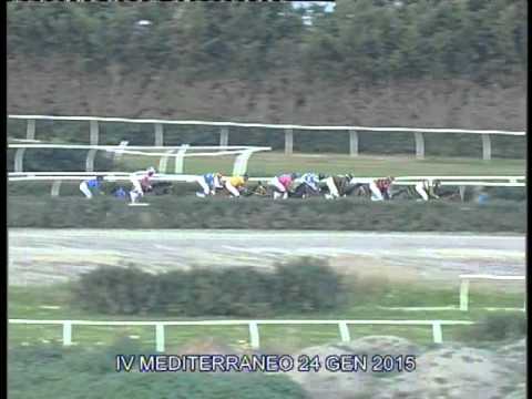 Galoppo Corse 24 Gennaio 2015