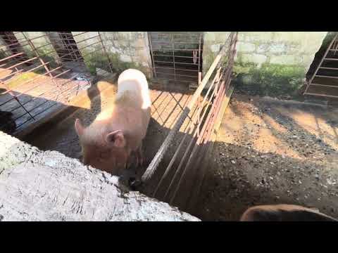 Pigfarm #pigfarming #pigbreeding #pig 