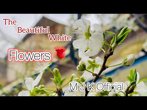 The beautiful white flowers || New video 2025 || M J K || Nature beauty || Murtaza Jan Khushi.