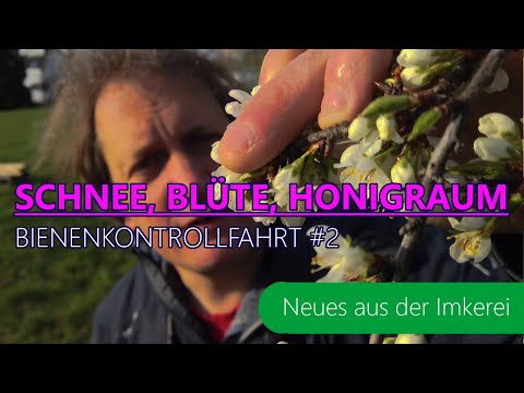 BKF #2- 2021 - Wie sieht es es nach der Kälte bei der Blüte /den Bienen aus? | Neues aus der Imkerei