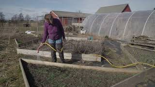 Hattstatus - så har svedjerågen övervintrat i så din hatt-projektet