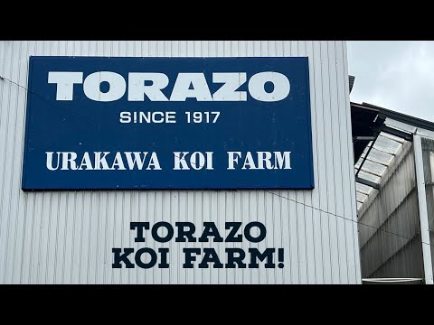 TORAZO KOI FARM! 2022!!