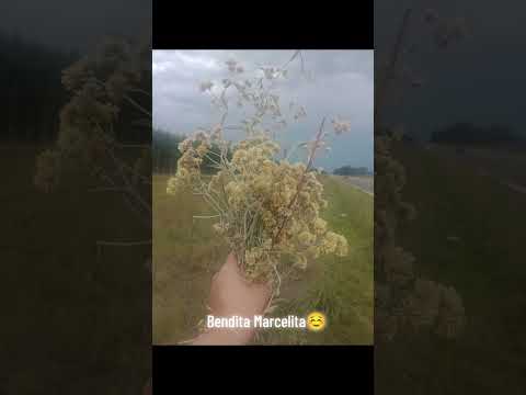 Paso semana santa....pero deja sus bellas tradiciones 🙂❤️ les gustaría saber ? #corrientes #yapeyú