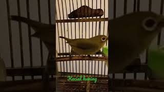 Download lagu #kecialkuning//ciak ciak kecial kuning bikin kecial lainnya ikut bunyi@EL EdyLestari mp3