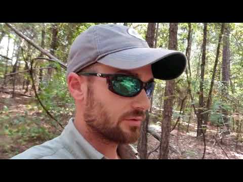 HOW TO HUNT THE PINES FOR WHITETAIL IN THE DEEP SOUTH