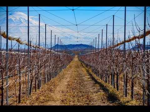 Հայկական ծիրանե երազանքը