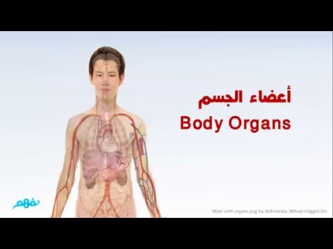 قطر الصف الثالث الابتدائي - أعضاء الجسم - The body organs