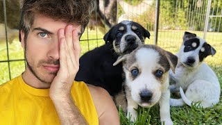 What Am I Going to Do With All ELEVEN Husky Puppies?