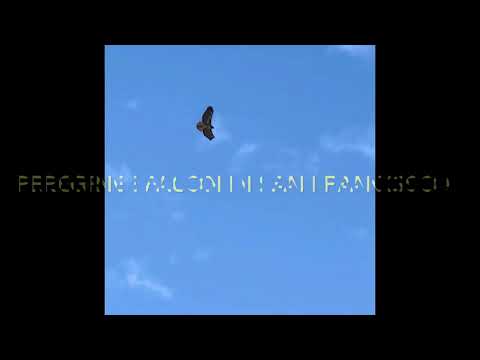 Falcon San Francisco sighting