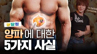 양파, 당신이 몰랐던 5가지 사실|농담짚
