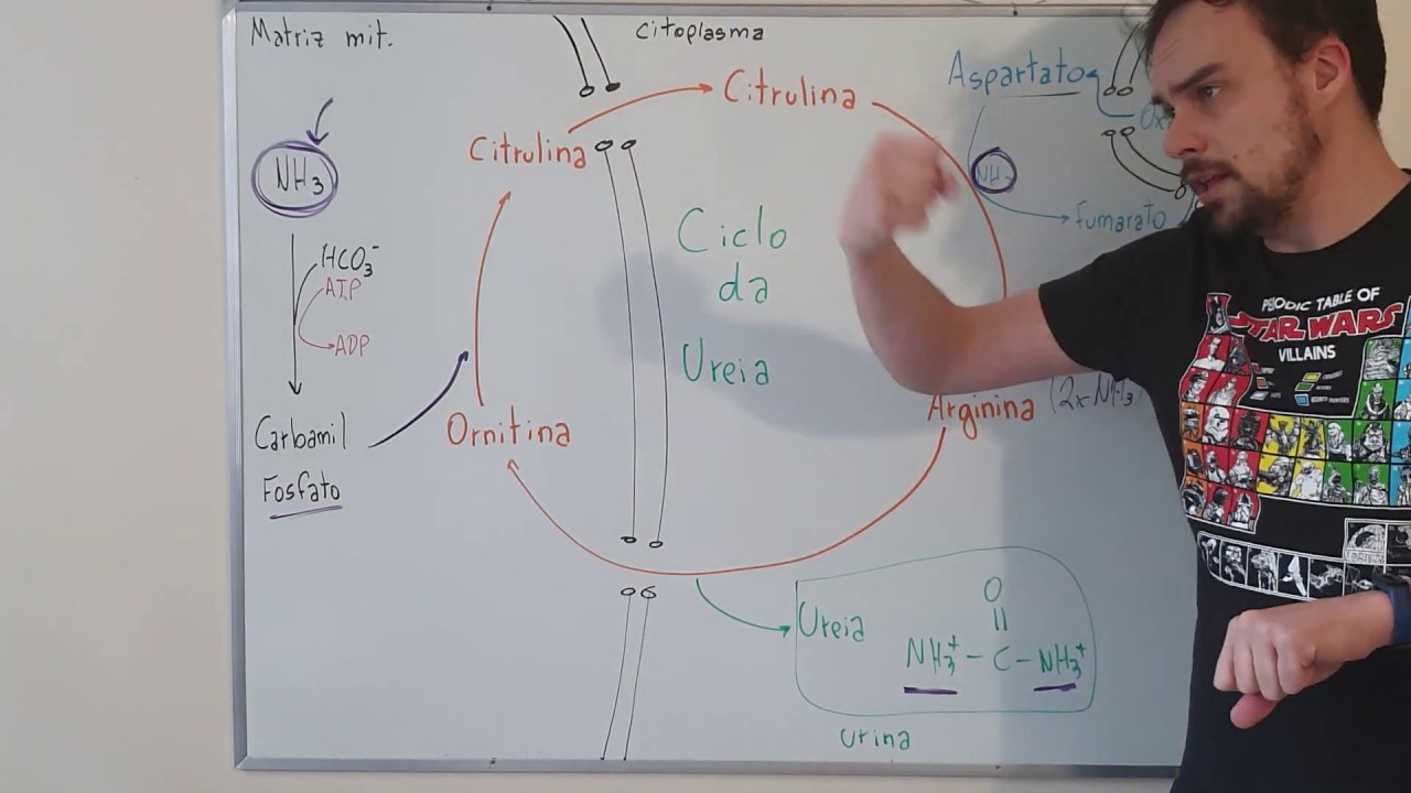 Ciclo da Ureia, que foi o Krebs que descobriu também