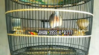Download lagu SUARA PERKUTUT BANGKOK USIA 3,5 BULAN KANDANG R 777 RING JIHAN BIRD FARM mp3