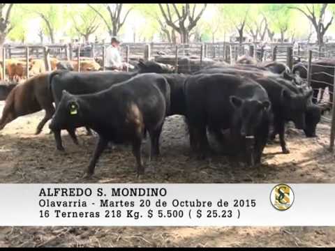20-10-15 Venta de Hembras - Alfredo S. Mondino - Olavarria