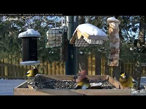 Mixed Flock Of Colorful Grosbeaks Bask In Sunlight While Foraging – Dec. 6, 2018