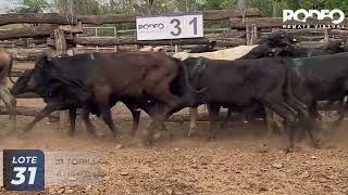 LOTE 31