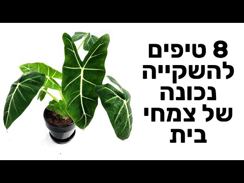 , title : 'איך לא להרוג את הצמחים שלכם: 8 טיפים להשקייה נכונה של צמחי בית'