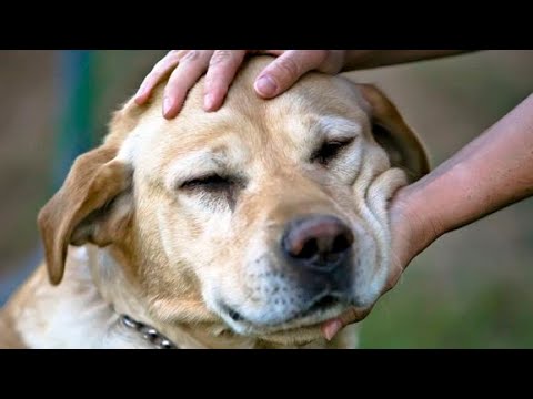 A lejohet prekja e qenve? - Dr. Imam Ahmed Kalaja