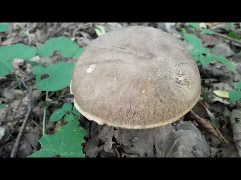 Vrganj Gljiva Boletus edulis