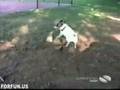 America S Funniest Home Videos