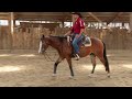 Hongre Quarter Horse AQHA &mdash; TR BUENO MAGIC BAR