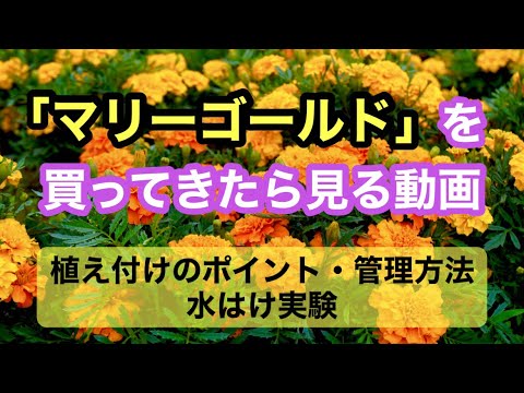 なぜマリーゴールドを庭に植えるのですか？おばあちゃんのヒントを見つけてください！  庭園