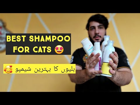 Best Shampoo For Cat & Kittens | Conditioner For Fullfy Cat Furr