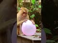 Monkey Laptup Pathi Funny Video Dubbing Tamil Funny Shortsfeed Comedy Tamilcomedy