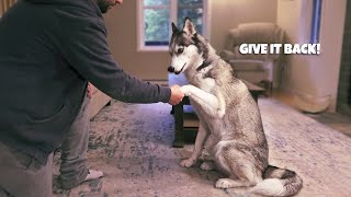 Holding My Dogs Paw For Too Long – Difference Between Male & Female Huskies