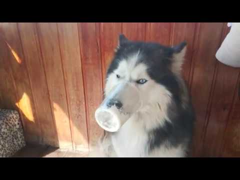 Хаски и сметана