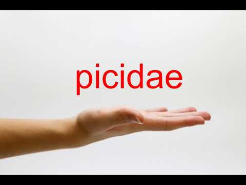 How to Pronounce picidae - American English