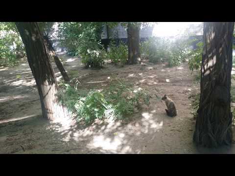#волк #хаски #собака #кошка Стёпа. Встреча с сиамской кошкой.