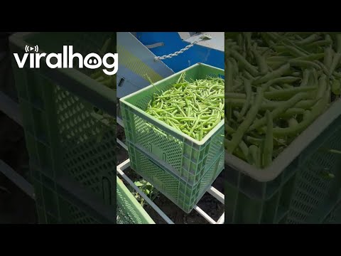 Green Beens - Electrical - Misc Originals