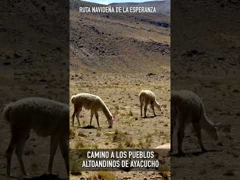 Viaje por los andes hasta Coracora las heladas alturas de Parinacochas en Ayacucho