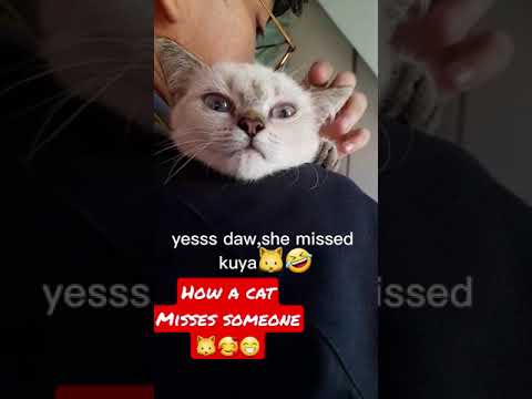 Mitzi answered when asked 🐱🥰😁 #shorts #shortsvideo #cat #kitten #mitzi #catlover #cats