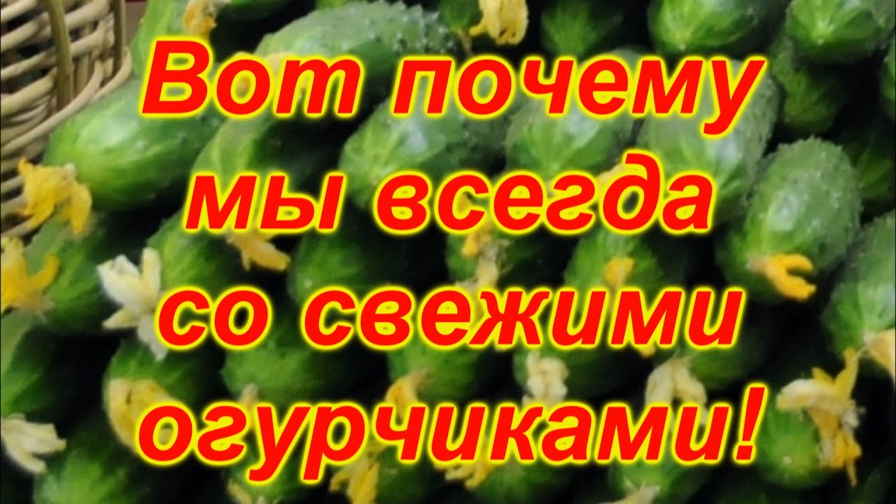 Хотите всегда быть со свежими огурцами? Не упустите момент!