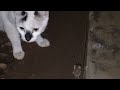 Cat Eats Mouse After Playing With It