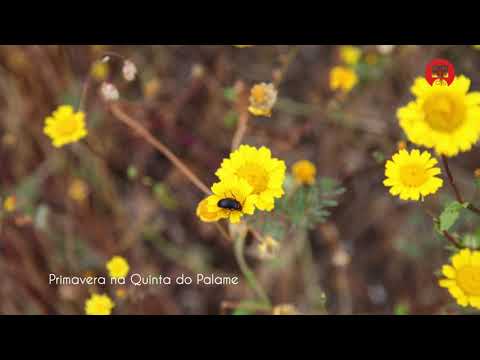 Primavera na Quinta do Palame