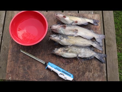 How To FILLET a CATFISH! Super QUICK & EASY!!!!