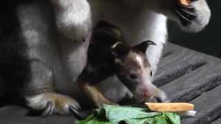 preview picture of video 'Tree kangaroo joey at Saint Louis Zoo'